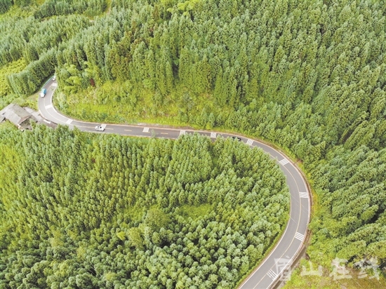 被森林包裹的道路。