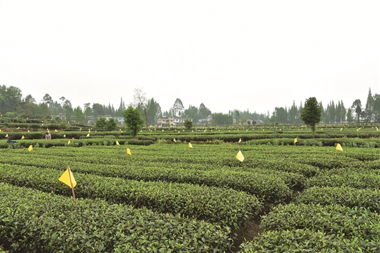 统防统治有效地防治了茶园的病虫害，大大提高了茶叶的品质。.jpg