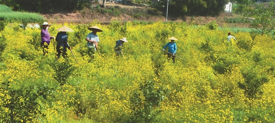 村民们正忙着进行果树管理。.jpg