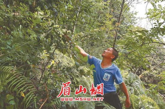 丹棱县顺龙乡虎皮寨村发现野生“铁山贡茶”。.jpg
