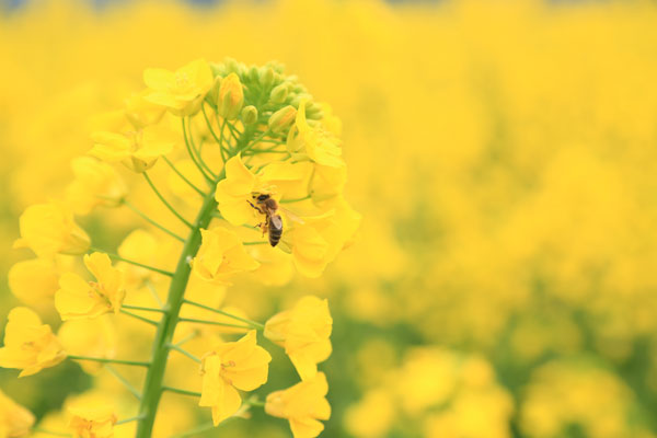 丹棱县6.3万亩油菜花争相绽放