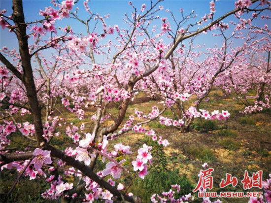 东坡区第十四届广济桃花节开幕 千亩桃花等你来赏