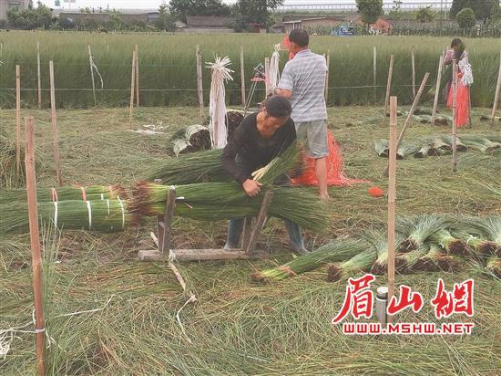 收割蔺草者正在打捆已收割的蔺草。.jpg