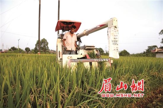 水稻收割机正在作业。.jpg
