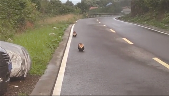 两只小熊猫在马路上列队前进。.jpg