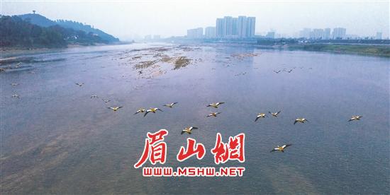 在岷江面上飞翔的赤麻鸭。向庆淼 摄.jpg