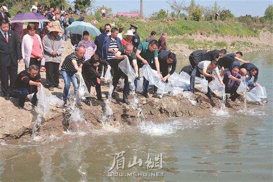 众人一起向岷江河放养鱼苗10000余尾。.jpg