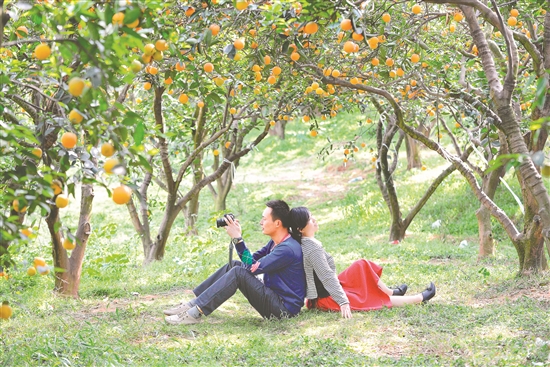 “橘花节”受到摄影爱好者的青睐。.jpg