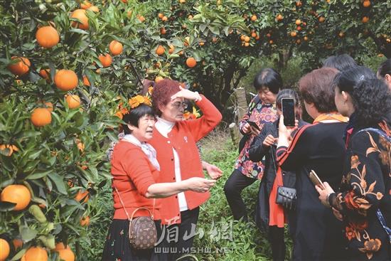 橘花节吸引了众多游客。.jpg