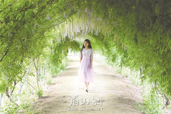 游客在紫藤花树下赏花。.jpg