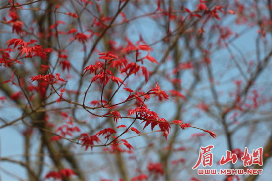 “网红”枫叶林大变身 成乡村旅游新景点