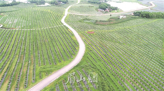 眉山网 区县 仁寿县 石咀乡的发展是仁寿县成功探索引领