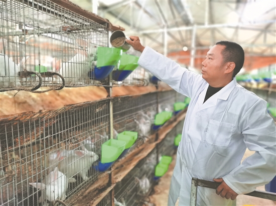 宋加明给兔子喂食。.jpg