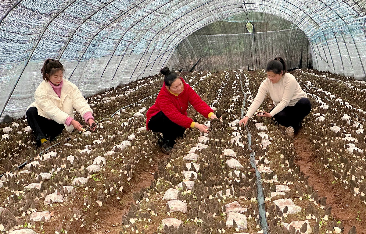  采摘羊肚菌。