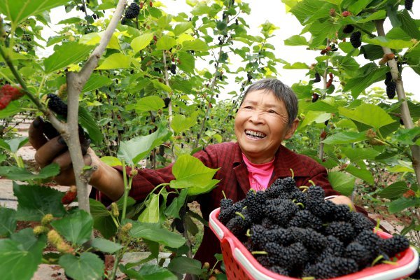  当地村民正在采摘桑葚。