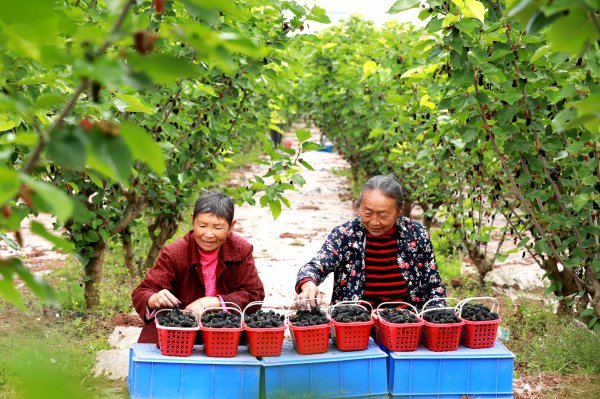 当地村民正在整理桑葚。