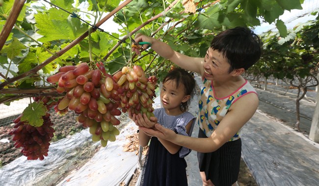 青神县瑞峰镇黄桷村葡萄基地