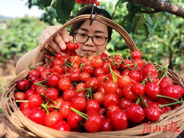 市民采摘樱桃。