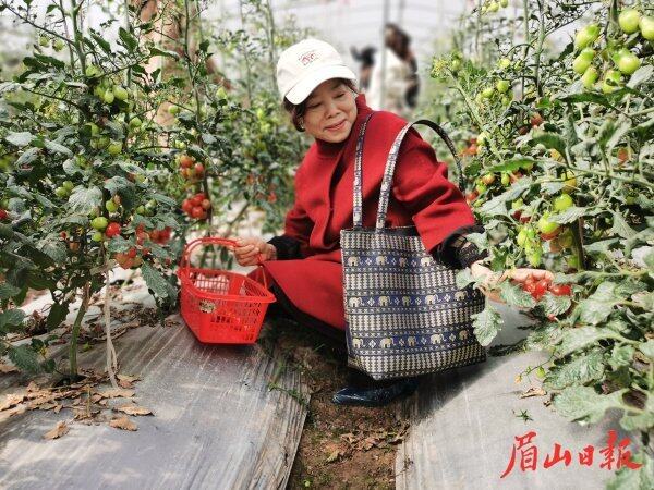 市民体验采摘乐趣。