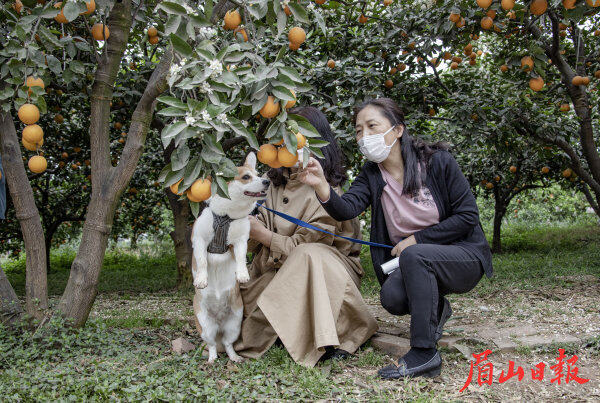 柑橘采摘正当时。