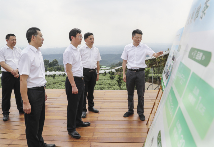  昨（22）日，胡元坤在洪雅县中山镇前锋村凤凰顶茶园，调研茶产业发展情况。眉山日报全媒体记者 雷同 摄