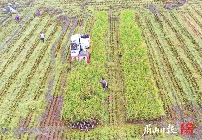 好味道水稻专业合作社社员正在收割水稻。（资料图片）