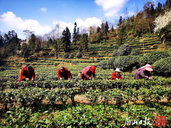 在丹棱县峨山村内，茶农们正在茶园里采茶。