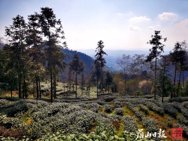 丹棱境内漫山遍野的茶树错落有致，一行行茶树抽芽吐绿，生机盎然。