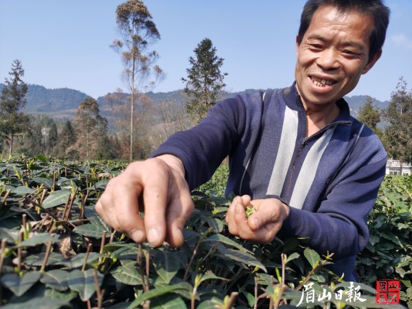 张仕福正在忙着采春茶。