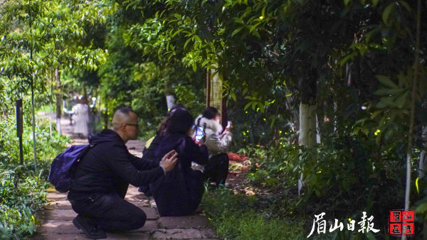媒体走进青神，感受萤火虫。