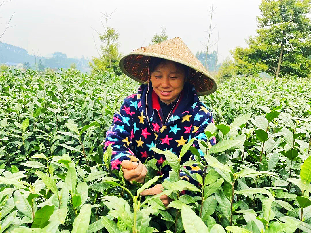 东坡区思蒙镇发展茶叶产业，助村民增收致富。