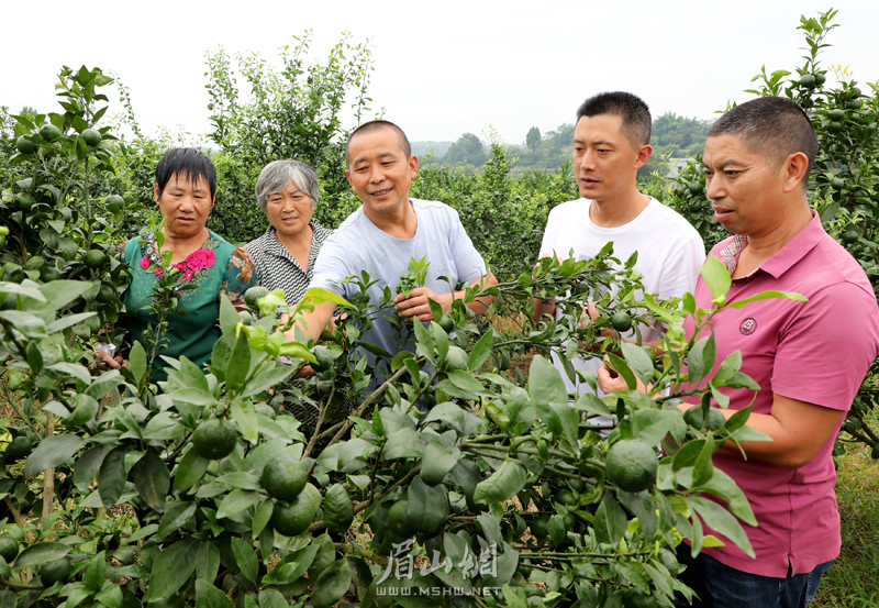 邓强（中）向村民示范传授柑橘的秋季管理技术。.jpg