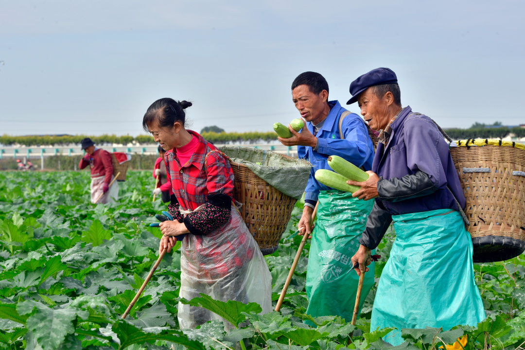 工人正在采摘西葫芦。 (1).jpg