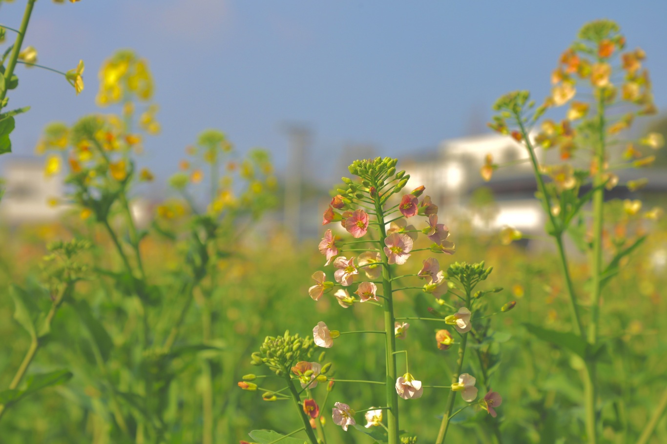 彩色油菜花 (1).jpg