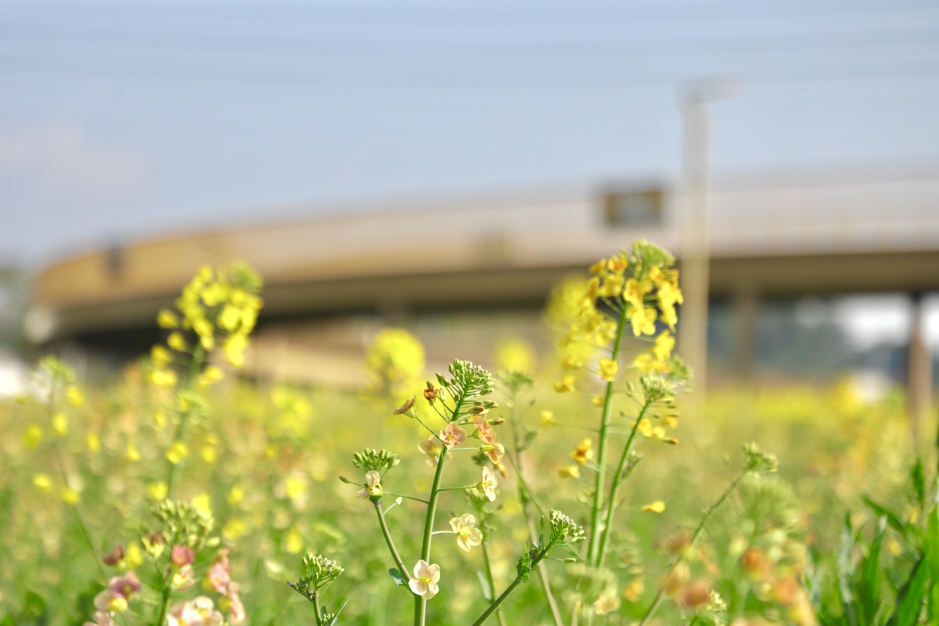 彩色油菜花特写.jpg