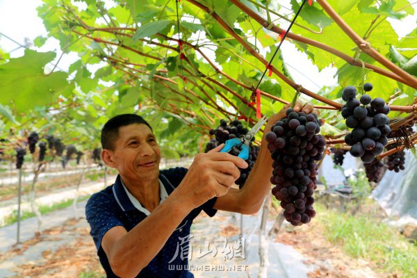 贫困户依托葡萄产业致富。