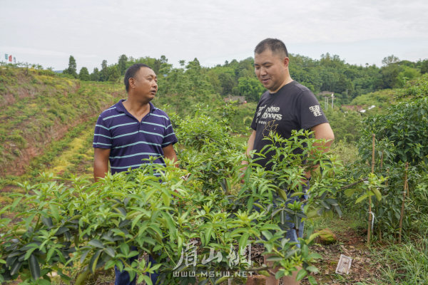 杨柳漕村第一书记何勇（右）与藤椒种植基地业主交谈。
