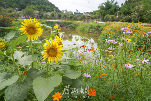 杨柳漕村村级公园一隅。