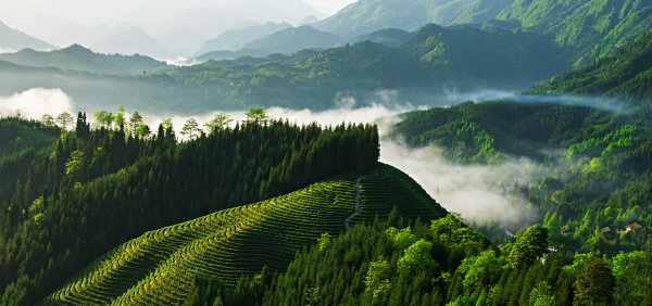 瓦屋山复兴茶山。.jpg