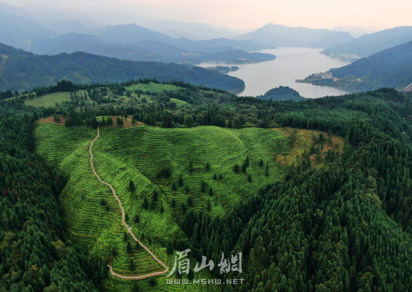 洪雅县瓦屋山镇复兴村的高山茶园。