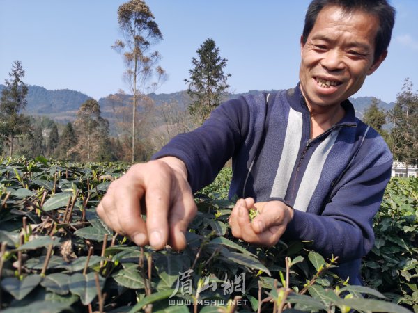 孙仕勇正在忙着采春茶。