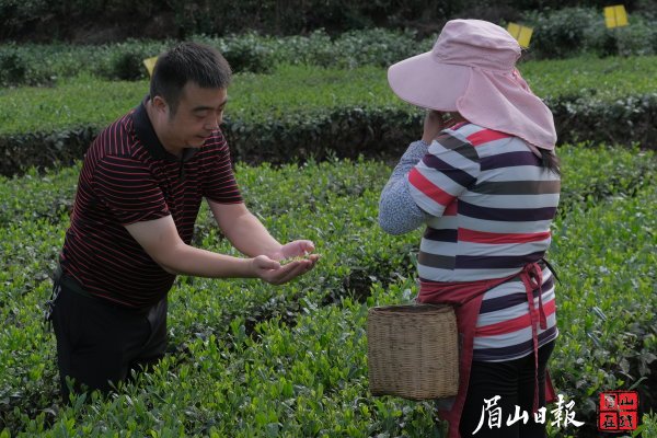 付志洪向茶农了解茶品质情况。王成 摄