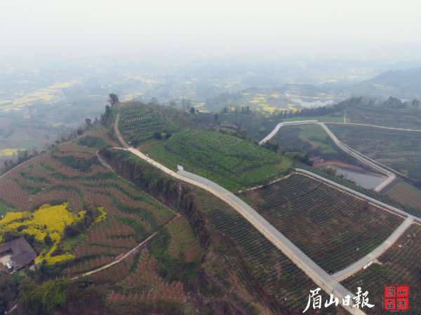 前锋村茶园。