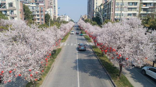 繁花盛开的大雅路成为今春“网红街”。 眉山日报全媒体记者 杨槐 摄