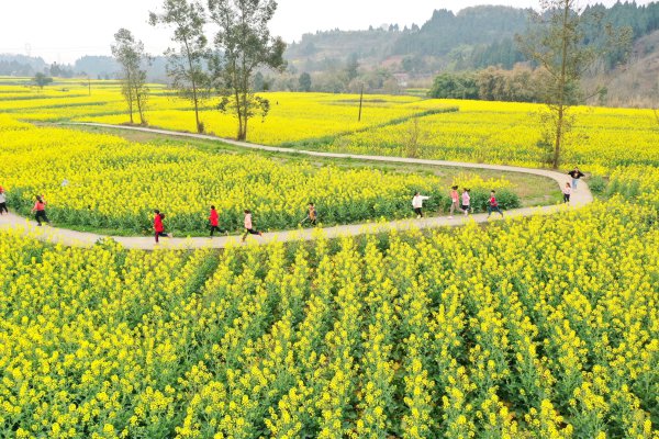 仁寿县青岗乡的油菜花。眉山日报全媒体记者 郭侨 摄