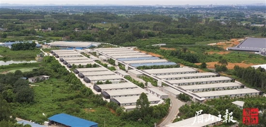 规模化、标准化的养猪场。