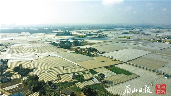 航拍五星级园区彭山葡萄现代农业园区。翁光建 摄