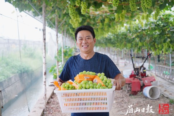 果农张雄葡萄丰收，喜上眉梢。翁光建 摄