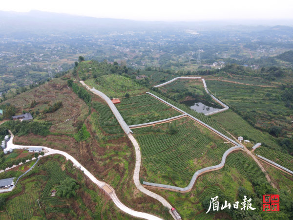 洪雅县中山镇有机茶基地。