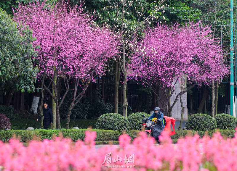 岷江大道红梅花.jpg